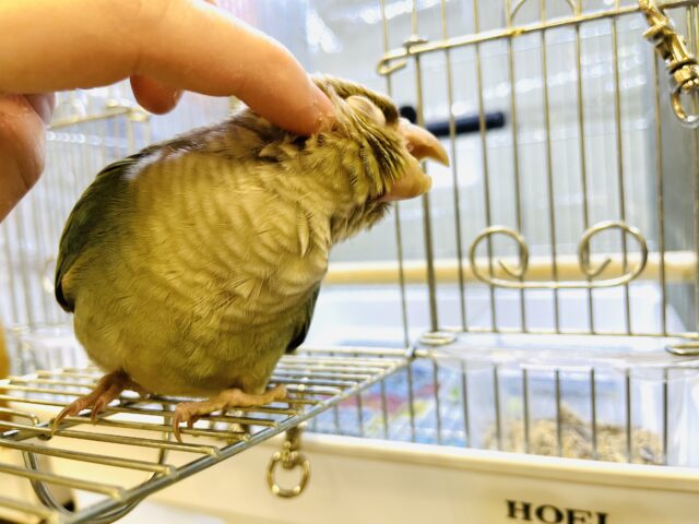 ホオミドリウロコインコ