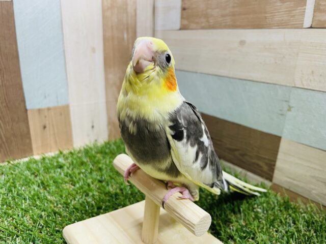 オカメインコ