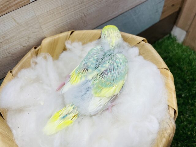 セキセイインコ