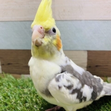 パッと明るい表情のオカメインコさんです！個性的なパイドカラー☆