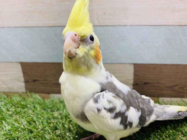 パッと明るい表情のオカメインコさんです！個性的なパイドカラー☆