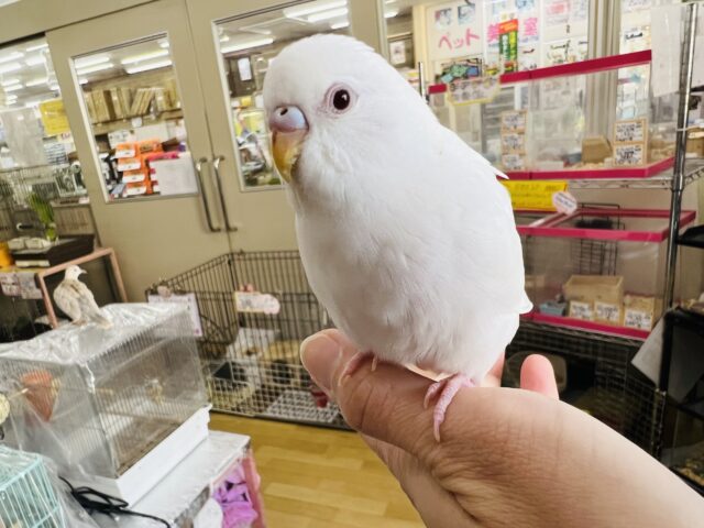 セキセイインコ