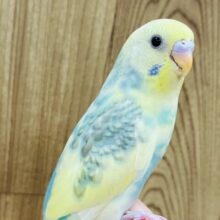 【最新画像更新🪄1人餌になりました☆】お花畑が想像出来ます♡セキセイインコ(パステルレインボーパイド) ヒナ