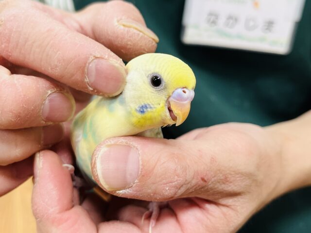 セキセイインコ