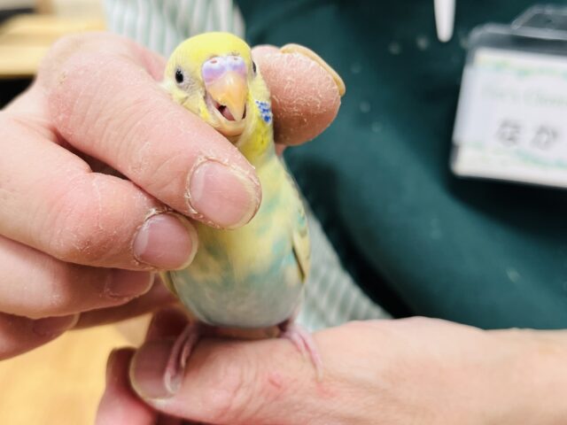 セキセイインコ