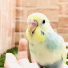 綺麗なカラーになりました　セキセイインコ　R５　４／１５撮影