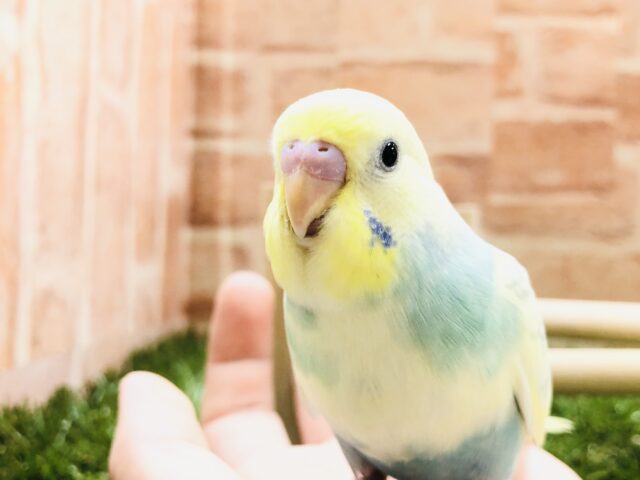 綺麗なカラーになりました　セキセイインコ　R５　４／１５撮影