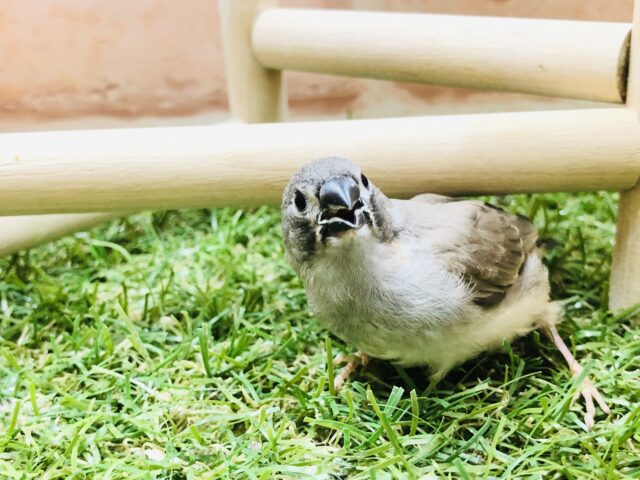 錦花鳥（キンカチョウ）