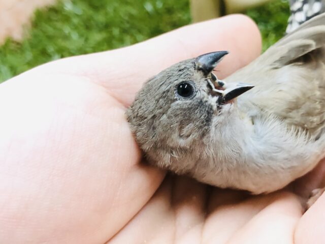 錦花鳥（キンカチョウ）