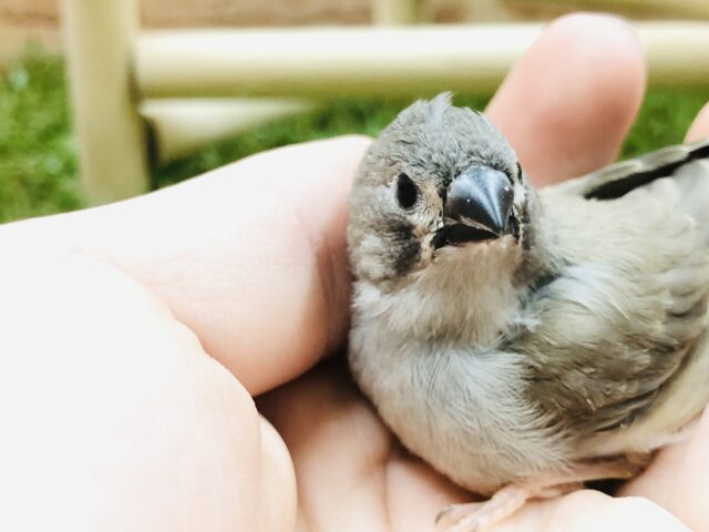 錦花鳥（キンカチョウ）