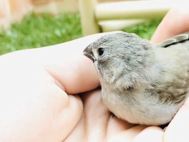 錦花鳥（キンカチョウ）