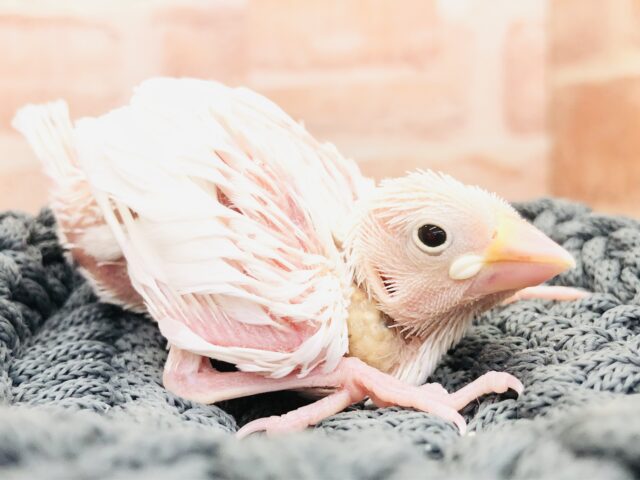 人気の白！　白文鳥入舎です　R５　４／１９撮影