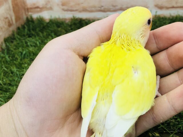 コザクラインコ（小桜インコ）