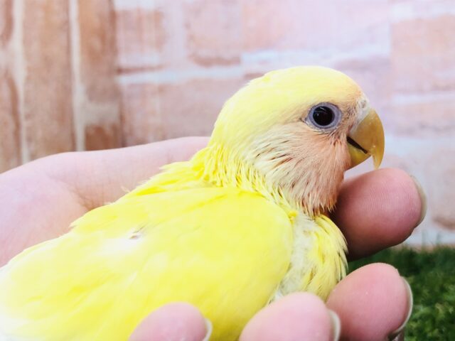 コザクラインコ（小桜インコ）