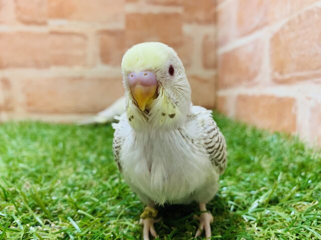 【緊急入舎！！】セキセイインコ　ファロー入舎です！！ R5. 4/9 撮影