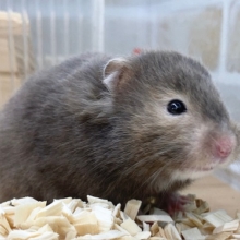 セーブルハムスター　今回の子はセピアカラー？です！