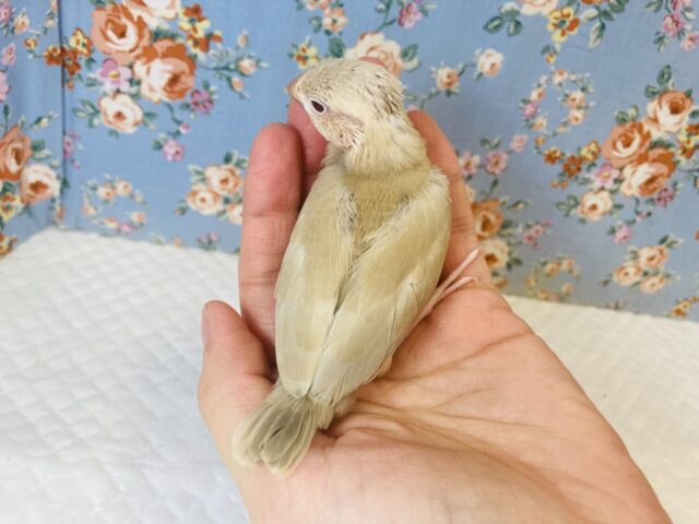 シナモン文鳥