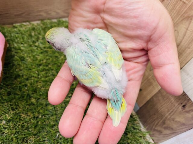 セキセイインコ