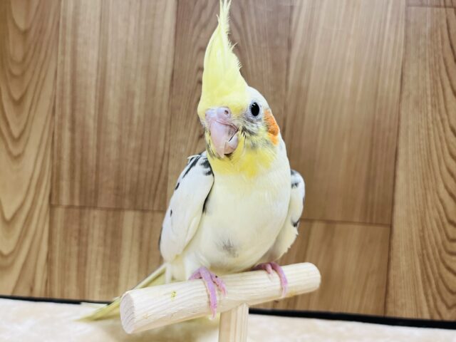 オカメインコ