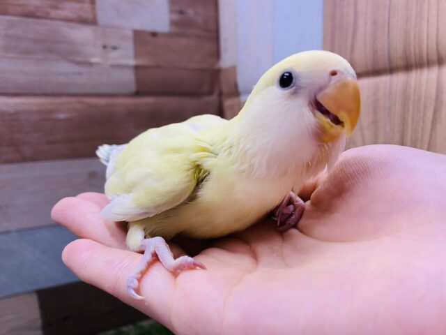 コザクラインコ（小桜インコ）