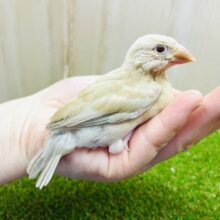 あと1羽になります！最新画像あります！スキなものはスキだって〜💓　シナモン文鳥