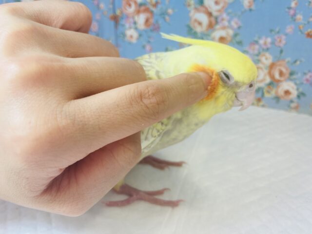 ( *ˊᵕˋ)ﾉﾅﾃﾞﾅﾃﾞ大好き❤︎手乗りオカメインコ(シナモンパール)🪶✨