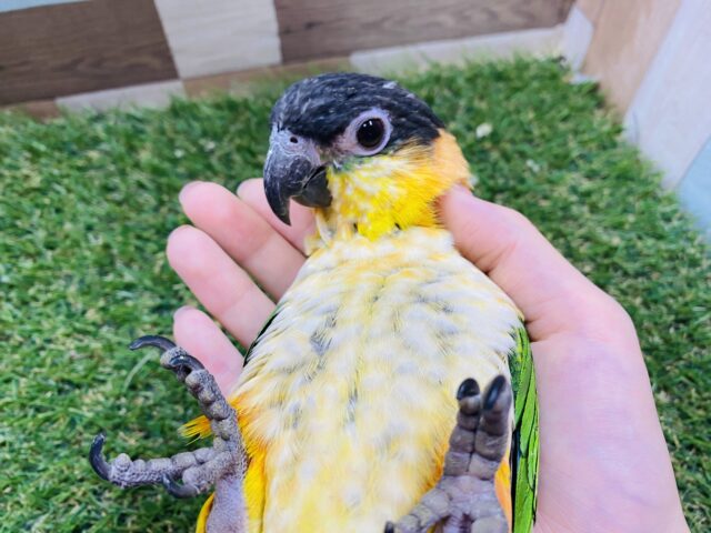 ズグロシロハラインコ