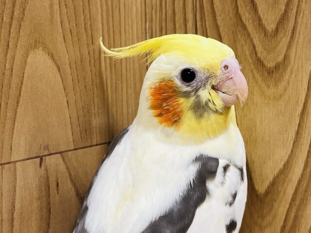 オカメインコ