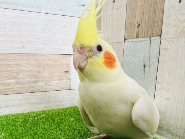 ツンデレ⁉︎くっきりチークのオカメインコルチノー！