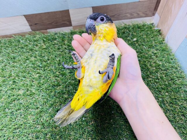 ズグロシロハラインコ