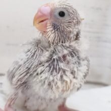 この色合いたまらない～✨　セキセイインコ(ライラック)