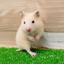 ちっちゃい❤キンクマハムスターの女の子🐹