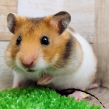 おっとり？マイペース？❤ゴールデンハムスター🐹の女の子❤