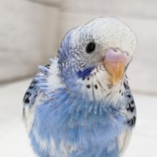 まるで青空と雲～🌤️　セキセイインコ(パイド)