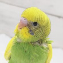 キラッと緑と黄色いお顔～🐣　セキセイインコ(パイド)