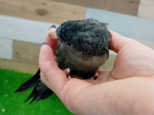 サザナミインコ