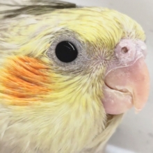 派手派手な柄～🫧　オカメインコ(シナモンパール)