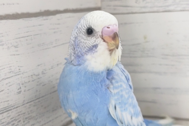 キレイな鮮やかブルー🔵　セキセイインコ(ブルースパングル)