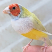 赤いお顔が魅力～❤️　コキンチョウ(シルバー)