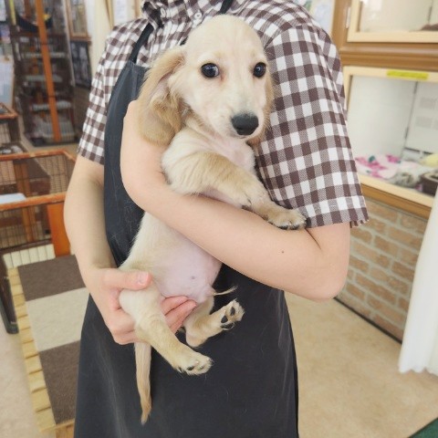 ミニチュアダックス