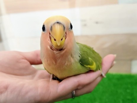 コザクラインコ（小桜インコ）