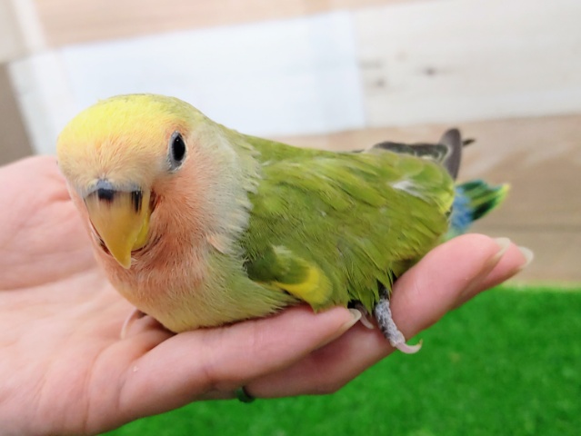 コザクラインコ（小桜インコ）