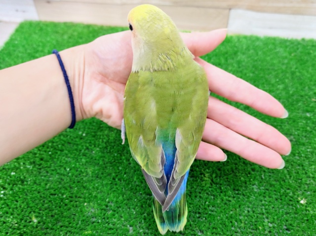 コザクラインコ（小桜インコ）