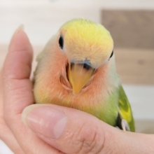 最新画像更新❤ツルッと♪小桜インコ（タイガーチェリー）雛入舎です♡