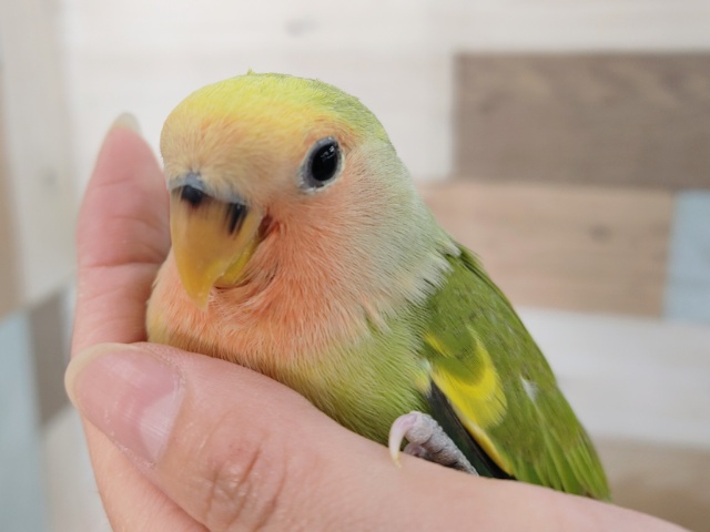 コザクラインコ（小桜インコ）