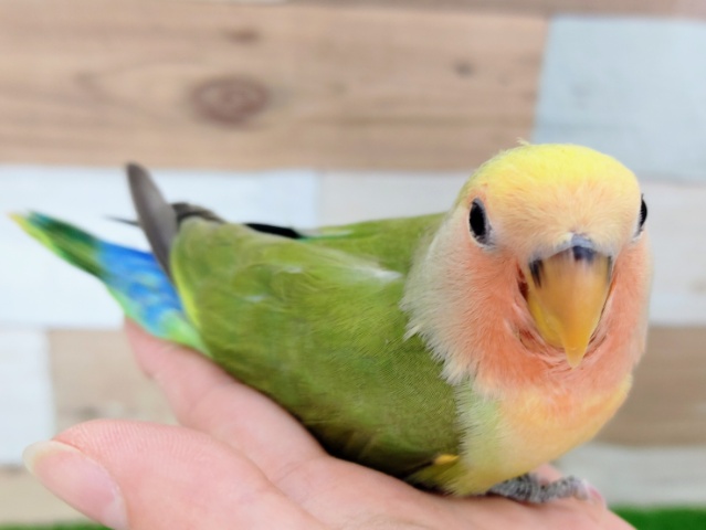 コザクラインコ（小桜インコ）