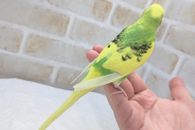 セキセイインコ