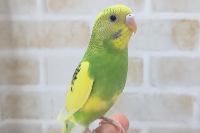 最新画像あり！　鮮やかパイドさん～🍀　セキセイインコ(パイド)