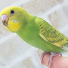 最新画像あり！　縞模様が特徴的～💚　セキセイインコ(スパングル)