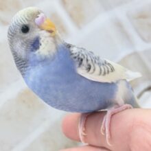 最新画像あり！　セキセイインコ（レインボースパングルパイド）　成長が楽しみです！